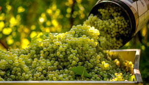 Assyrtiko wijndruif