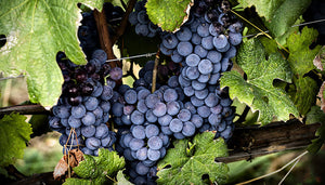 Barbera wijndruif