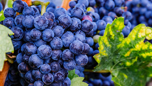 Blaufrankisch wijndruif