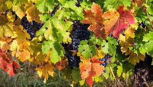 Cabernet Franc wijndruif met bladeren