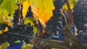 Cabernet sauvignon wijndruif