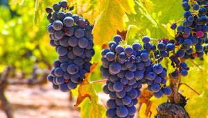 Carignan wijndruif