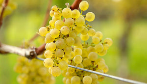 Chardonnay wijndruif