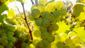 Chenin blanc wijndruif