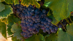 Cinsault wijndruif met bladeren