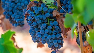 Grenache wijndruif