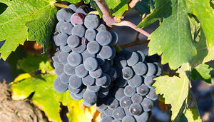 Grenache Noir