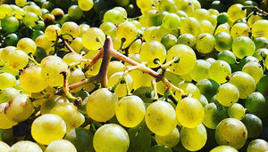 Gruner Veltliner wijndruif