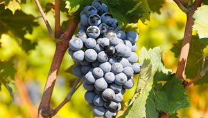 Malbec wijndruif