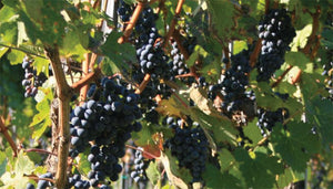 Merlot wijndruif