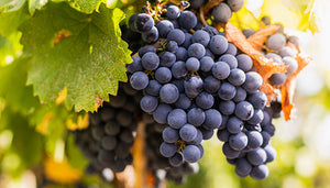 Petit Verdot wijndruif