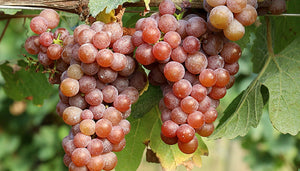 Pinot Grigio wijndruif