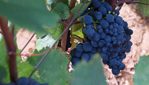 Pinot Noir wijndruif