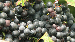 Pinotage wijndruif