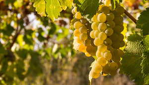 Riesling wijndruif
