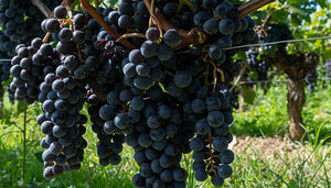 Sangiovese wijndruif