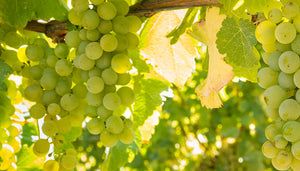 Sauvignon blanc wijndruif