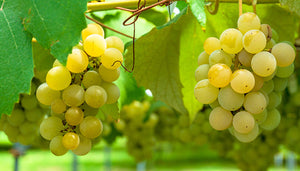 Semillon wijndruif