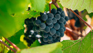 Shiraz
