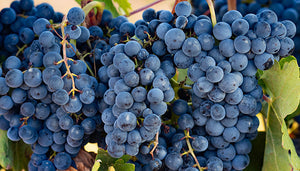 Tempranillo wijndruif