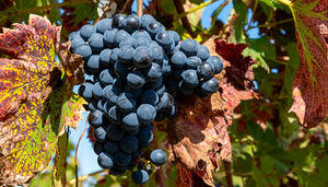 Touriga Nacional wijndruif