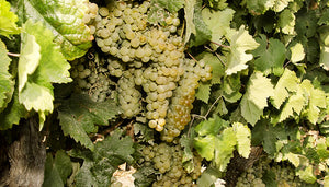 Verdejo wijndruif