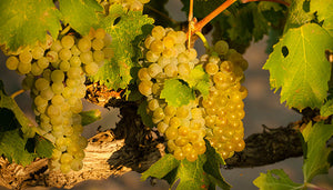Viognier wijndruif