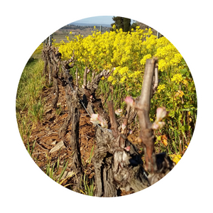Domaine Pujol
